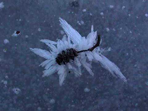 ice formation on the Beuvron