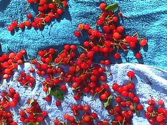 2002 cherries on towels