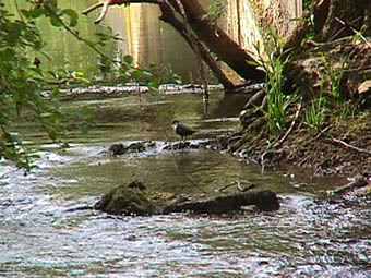 cinclus cinclus observation up stream