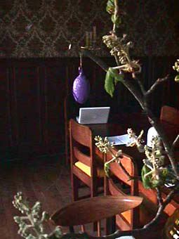 egg in flowering chestnut branch