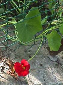 single red nasturtium