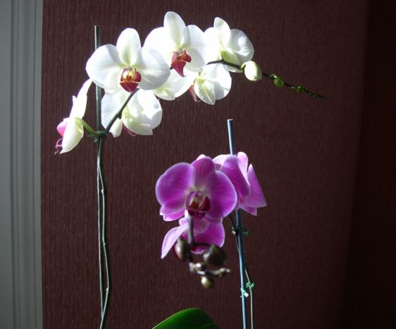 two orchids