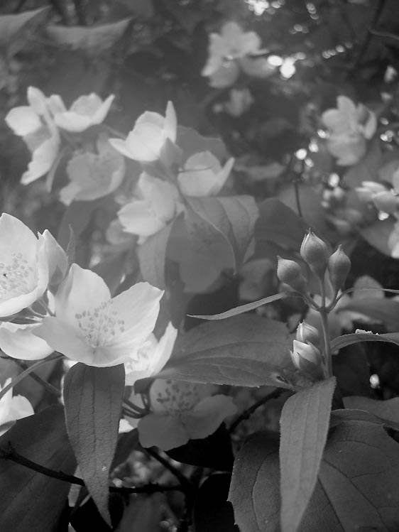 jasmin 2003 b/w