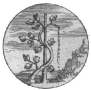 un cep de vigne pleurant