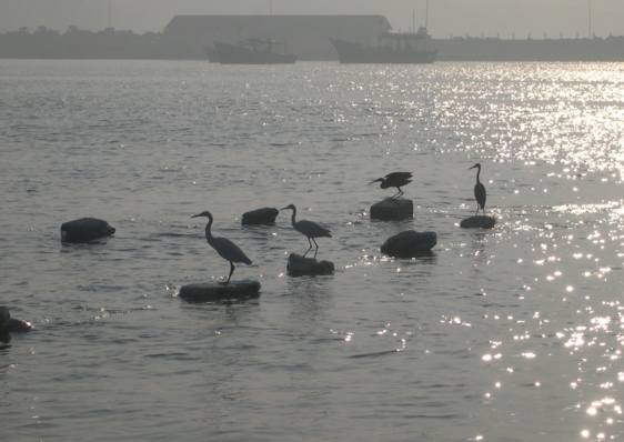 hauling in the net with the birds