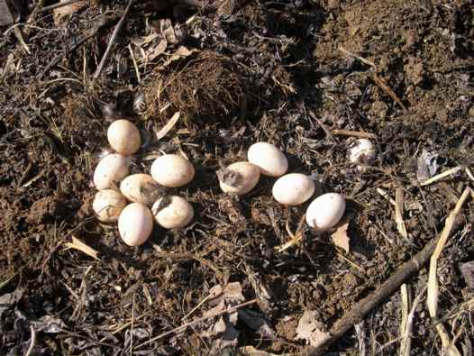 duck nest in compost pile