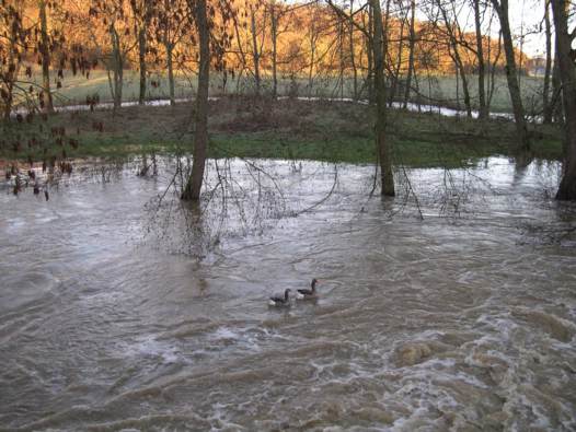 geese float in circles