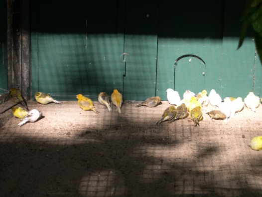 birds yellow and white in sun