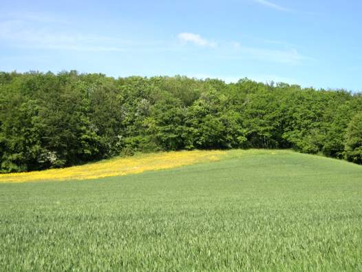 changing colors in the fields