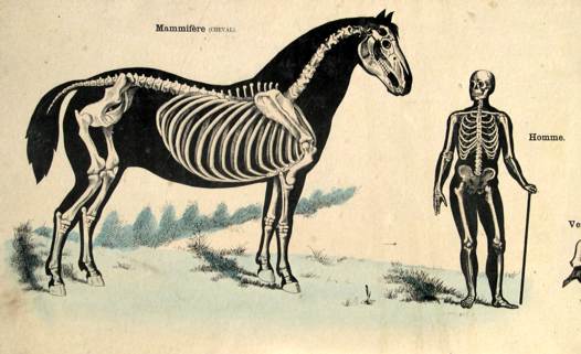 squelette cheval homme