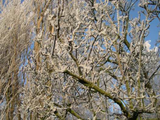 cold blossom on a winter day