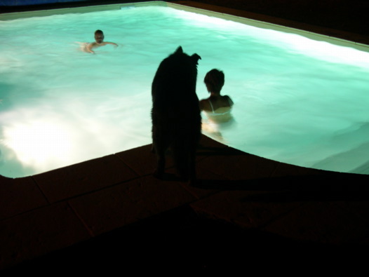latenightpool dog