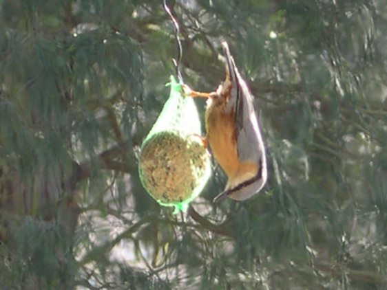 nuthatch between hatches